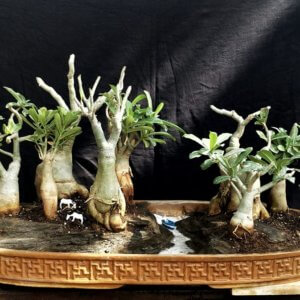 buy-online-decorative-plants-live-arts-creosora-infinite-creativity-66