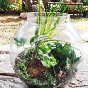 buy-online-Bonsai-plants-Mame-Kusamono-live-arts-creosora-66