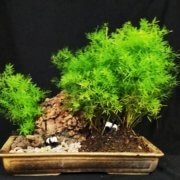 buy-online-Bonsai-plants-Mame-Kusamono-live-arts-creosora-67