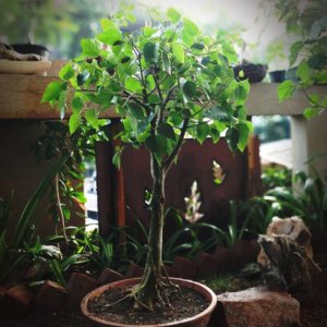 buy-online-Bonsai-plants-Mame-Kusamono-live-arts-creosora-57