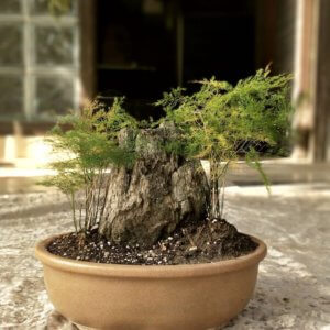 buy-online-Bonsai-plants-Mame-Kusamono-live-arts-creosora-55