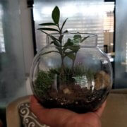 buy-online-Bonsai-plants-Mame-Kusamono-live-arts-creosora-54
