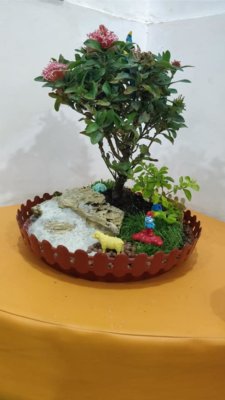online-buy-Bonsai-plants-Mame-Kusamono-live-arts-creosora-353