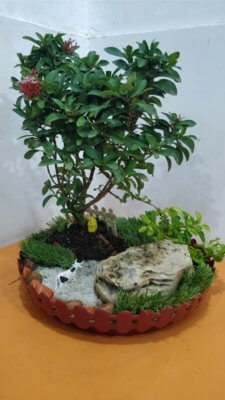 online-buy-Bonsai-plants-Mame-Kusamono-live-arts-creosora-351