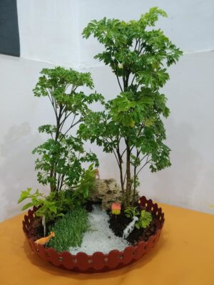 online-buy-Bonsai-plants-Mame-Kusamono-live-arts-creosora-349