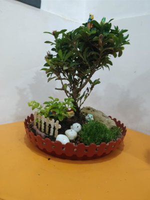 online-buy-Bonsai-plants-Mame-Kusamono-live-arts-creosora-343