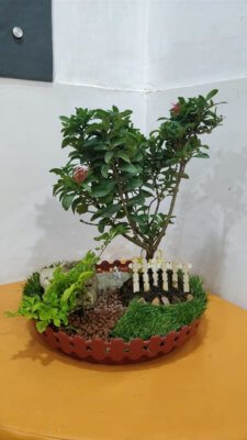 online-buy-Bonsai-plants-Mame-Kusamono-live-arts-creosora-34