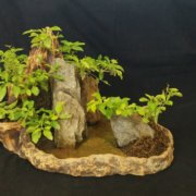 online-buy-Bonsai-plants-Mame-Kusamono-live-arts-creosora-26