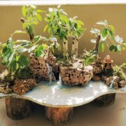 buy-online-decorative-plants-live-arts-creosora-infinite-creativity-65