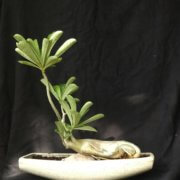 buy-online-decorative-plants-live-arts-creosora-infinite-creativity-58