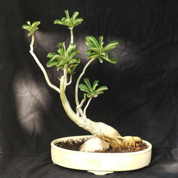 buy-online-decorative-plants-live-arts-creosora-infinite-creativity-57