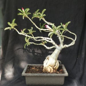 buy-online-decorative-plants-live-arts-creosora-infinite-creativity-53