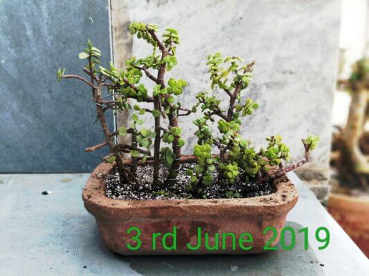 buy-online-decorative-plants-live-arts-creosora-infinite-creativity-74