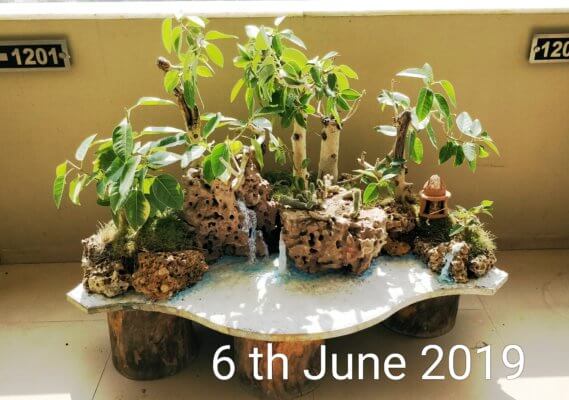 buy-online-decorative-plants-live-arts-creosora-infinite-creativity-67