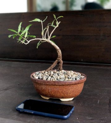 buy-online-decorative-plants-live-arts-creosora-infinite-creativity-abc232ds