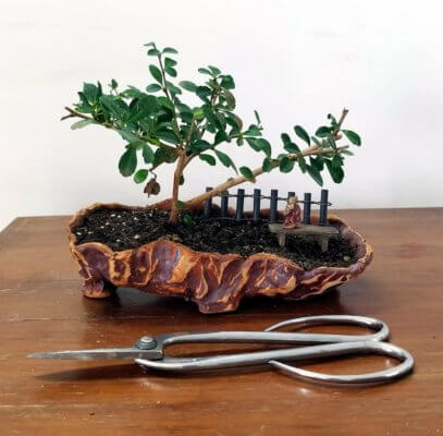 buy-online-decorative-plants-live-arts-creosora-infinite-creativity-abc322d
