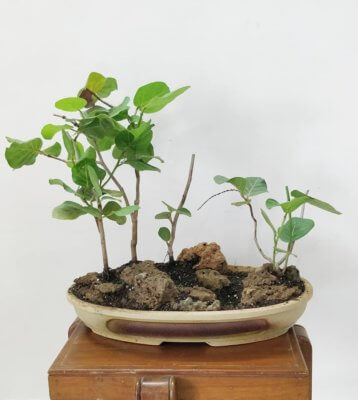buy-online-decorative-plants-live-arts-creosora-infinite-creativity-abc785