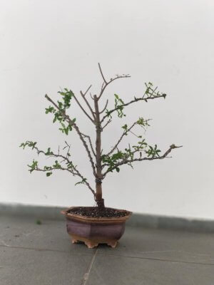 buy-online-decorative-plants-live-arts-creosora-infinite-creativity-abc12121