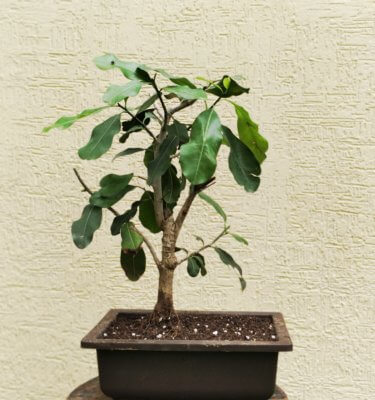 buy-online-decorative-plants-live-arts-creosora-infinite-creativity-27