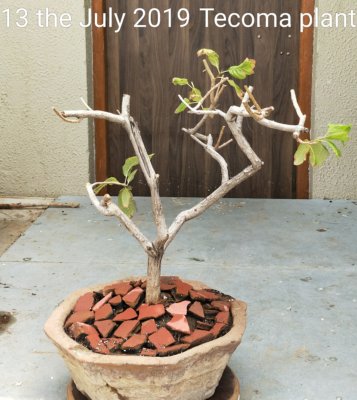 buy-online-decorative-plants-live-arts-creosora-infinite-creativity-abc10