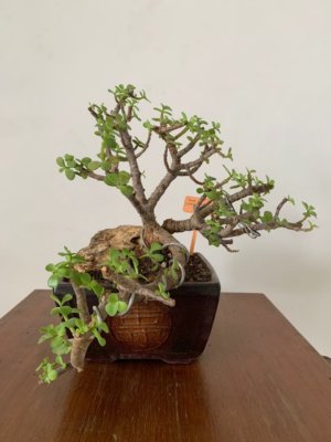 buy-online-decorative-plants-live-arts-creosora-infinite-creativity-abc311