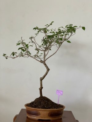 buy-online-decorative-plants-live-arts-creosora-infinite-creativity-abc2122