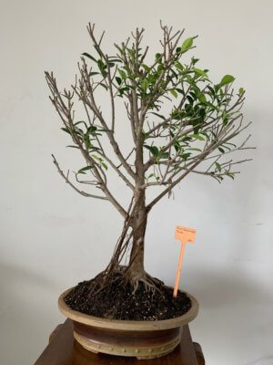 buy-online-decorative-plants-live-arts-creosora-infinite-creativity-abc2322
