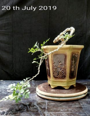 buy-online-decorative-plants-live-arts-creosora-infinite-creativity_yhdf66