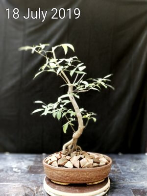 buy-online-decorative-plants-live-arts-creosora-infinite-creativity_sdf6d6