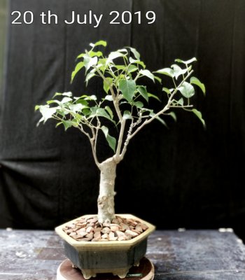 buy-online-decorative-plants-live-arts-creosora-infinite-creativity233257