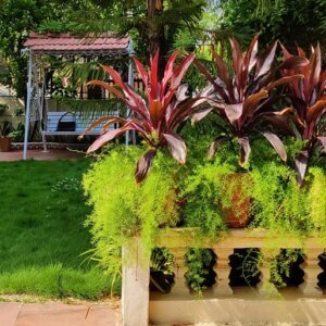 Garden Redo at Vadodara ” Aanand Bungalow”
